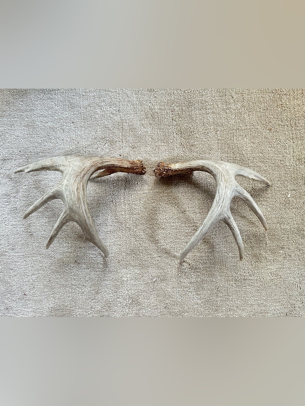 Natural Shed Antler Pair
